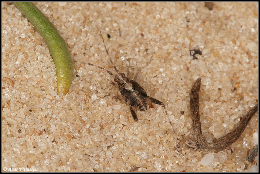 Heteroptera d''Israele - Miridae